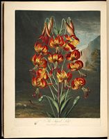 Lys martagon. Planche thornton. Cliquer pour agrandir l'image.
