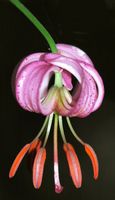 Lys martagon. Fleur, Sauterre. Cliquer pour agrandir l'image.