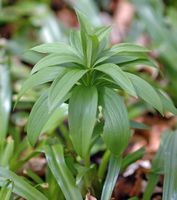 Lys martagon. Plante, Sauterre. Cliquer pour agrandir l'image.