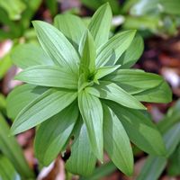Lys martagon. Plante, Sauterre. Cliquer pour agrandir l'image.