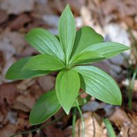 Lys martagon. Plante, Sauterre. Cliquer pour agrandir l'image.