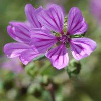 Mauve des bois. Fleurs, Côtes de Clermont. Cliquer pour agrandir l'image.