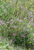 Mauve des bois. Plantes, Côtes de Clermont. Cliquer pour agrandir l'image.