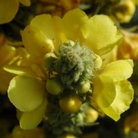 Molène faux bouillon blanc. Inflorescence, Villars. Cliquer pour agrandir l'image.