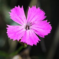 Oeillet des Chartreux. Fleur, Côtes de Clermont. Cliquer pour agrandir l'image.