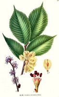 Orme de montagne. Planche d'identification Linnemand. Cliquer pour agrandir l'image.
