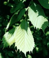 Orme de montagne. Feuilles. Cliquer pour agrandir l'image.