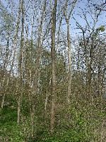 Orme de montagne. Plantes. Cliquer pour agrandir l'image.