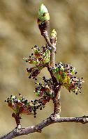 Orme de montagne. Fleurs. Cliquer pour agrandir l'image.