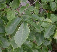 Orme de montagne. Feuilles. Cliquer pour agrandir l'image.