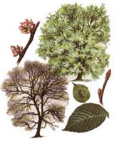 Orme de montagne. Dessin d'identification. Cliquer pour agrandir l'image.