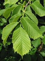 Orme de montagne. Feuilles. Cliquer pour agrandir l'image.