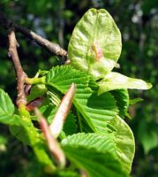 Orme de montagne. Fruit. Cliquer pour agrandir l'image.