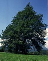 Orme de montagne. Plante. Cliquer pour agrandir l'image.