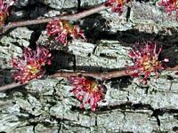 Orme de montagne. Fleurs. Cliquer pour agrandir l'image.