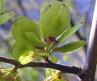 Orme de montagne. Fruits. Cliquer pour agrandir l'image.