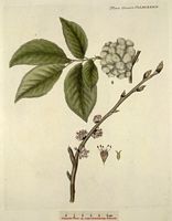Orme de montagne. Planche d'identification. Cliquer pour agrandir l'image.