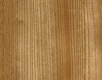 Orme de montagne. Bois en coupe longitudinale. Cliquer pour agrandir l'image.