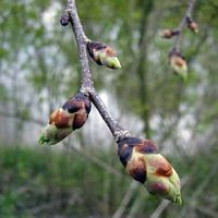 Orme de montagne. Bourgeons. Cliquer pour agrandir l'image.
