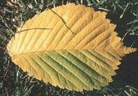 Orme de montagne. Feuille automne. Cliquer pour agrandir l'image.