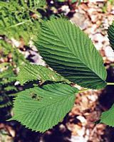 Orme de montagne. Feuilles. Cliquer pour agrandir l'image.