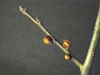 Orme de montagne. Bourgeons floraux. Cliquer pour agrandir l'image.
