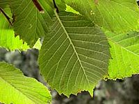Orme de montagne. Dessous feuille. Cliquer pour agrandir l'image.