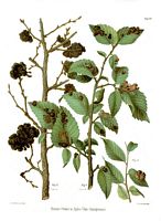 Ormes. Parasité par aphis ulmi, planche ratzeburg 46. Cliquer pour agrandir l'image.