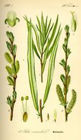 Osier blanc. Planche d'identification Thomé. Cliquer pour agrandir l'image.