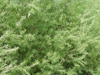 Osier blanc. Plantes. Cliquer pour agrandir l'image.