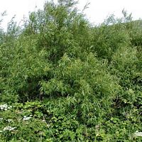 Osier blanc. Plantes. Cliquer pour agrandir l'image.
