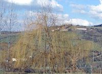 Osier blanc. Habitat. Cliquer pour agrandir l'image.