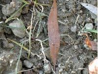 Osier blanc. Feuille morte. Cliquer pour agrandir l'image.