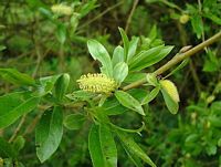 Osier blanc. Fleur. Cliquer pour agrandir l'image.