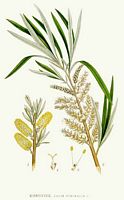 Osier blanc. Planche d'identification Linnemand. Cliquer pour agrandir l'image.