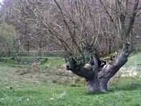 Osier blanc. Plante. Cliquer pour agrandir l'image.