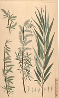 Osier blanc. Planche d'identification Flora danica. Cliquer pour agrandir l'image.
