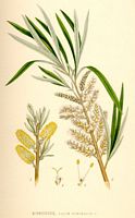 Osier blanc. Planche d'identification Linnemand. Cliquer pour agrandir l'image.