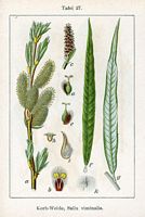 Osier blanc. Planche d'identification Sturm. Cliquer pour agrandir l'image.