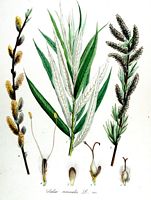 Osier blanc. Planche d'identification van eelen. Cliquer pour agrandir l'image.
