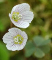 Oxalis des bois. Fleurs, Cheires de Côme. Cliquer pour agrandir l'image.