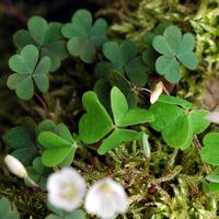 Oxalis des bois. Feuilles, Cheires de Côme. Cliquer pour agrandir l'image.