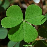 Oxalis des bois. Feuille, Cheires de Côme. Cliquer pour agrandir l'image.