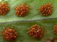 Polypode vulgaire. Amas de sporanges. Cliquer pour agrandir l'image.