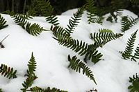 Polypode vulgaire. Polypode vulgaire dans les Cheires de Pontgibault. Cliquer pour agrandir l'image.