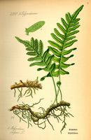 Polypode vulgaire. Planche d'identification. Cliquer pour agrandir l'image.