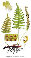 Polypode vulgaire. Planche d'identification Linnemand. Cliquer pour agrandir l'image.