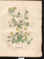 Potentille printanière. Planche d'identification Saint-hilaire. Cliquer pour agrandir l'image.