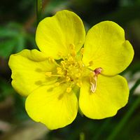 Potentille printanière. Fleur, Cheires de Côme. Cliquer pour agrandir l'image.