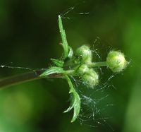 Renoncule acre. Fleurs en boutons, narse d'Espinasse. Cliquer pour agrandir l'image.